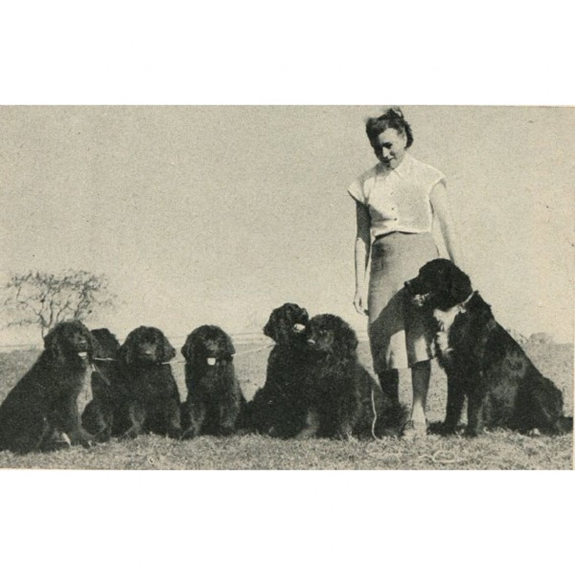 T Annette v. Ahornheim (26-07-1951)